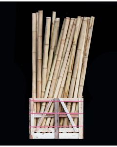 2,4 m - Bambus - B-002 - Moso - Bambus-Rohr - Bambus-Stangen - Bambus Import Deutschland NRW